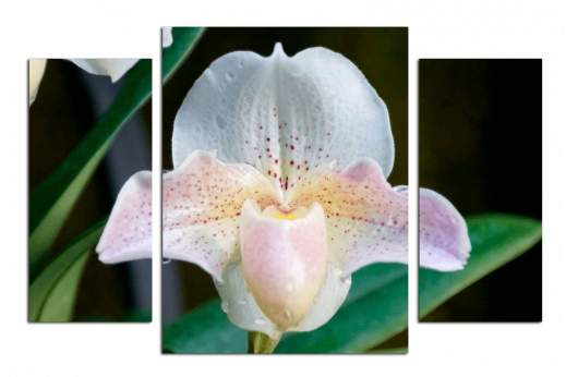 Модульная картина Белая орхидея в зелени